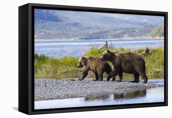 Mother Grizzly and Her Two-Year Old Hustle onto a Gravel Bar in an Olga Bay Stream, Kodiak I.-Lynn M^ Stone-Framed Stretched Canvas