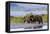 Mother Grizzly and Her Two-Year Old Hustle onto a Gravel Bar in an Olga Bay Stream, Kodiak I.-Lynn M^ Stone-Framed Stretched Canvas