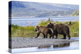 Mother Grizzly and Her Two-Year Old Hustle onto a Gravel Bar in an Olga Bay Stream, Kodiak I.-Lynn M^ Stone-Stretched Canvas