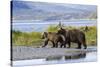 Mother Grizzly and Her Two-Year Old Hustle onto a Gravel Bar in an Olga Bay Stream, Kodiak I.-Lynn M^ Stone-Stretched Canvas