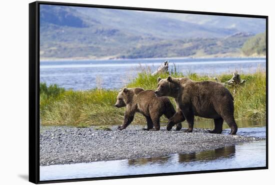 Mother Grizzly and Her Two-Year Old Hustle onto a Gravel Bar in an Olga Bay Stream, Kodiak I.-Lynn M^ Stone-Framed Stretched Canvas