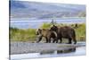Mother Grizzly and Her Two-Year Old Hustle onto a Gravel Bar in an Olga Bay Stream, Kodiak I.-Lynn M^ Stone-Stretched Canvas