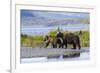 Mother Grizzly and Her Two-Year Old Hustle onto a Gravel Bar in an Olga Bay Stream, Kodiak I.-Lynn M^ Stone-Framed Photographic Print