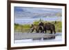 Mother Grizzly and Her Two-Year Old Hustle onto a Gravel Bar in an Olga Bay Stream, Kodiak I.-Lynn M^ Stone-Framed Photographic Print