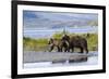 Mother Grizzly and Her Two-Year Old Hustle onto a Gravel Bar in an Olga Bay Stream, Kodiak I.-Lynn M^ Stone-Framed Photographic Print