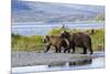 Mother Grizzly and Her Two-Year Old Hustle onto a Gravel Bar in an Olga Bay Stream, Kodiak I.-Lynn M^ Stone-Mounted Photographic Print