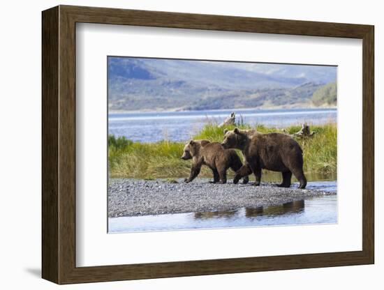 Mother Grizzly and Her Two-Year Old Hustle onto a Gravel Bar in an Olga Bay Stream, Kodiak I.-Lynn M^ Stone-Framed Photographic Print