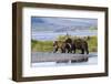 Mother Grizzly and Her Two-Year Old Hustle onto a Gravel Bar in an Olga Bay Stream, Kodiak I.-Lynn M^ Stone-Framed Photographic Print