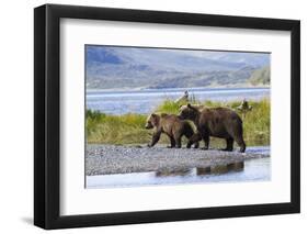 Mother Grizzly and Her Two-Year Old Hustle onto a Gravel Bar in an Olga Bay Stream, Kodiak I.-Lynn M^ Stone-Framed Photographic Print