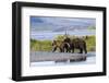 Mother Grizzly and Her Two-Year Old Hustle onto a Gravel Bar in an Olga Bay Stream, Kodiak I.-Lynn M^ Stone-Framed Photographic Print