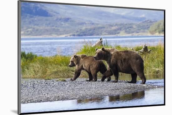 Mother Grizzly and Her Two-Year Old Hustle onto a Gravel Bar in an Olga Bay Stream, Kodiak I.-Lynn M^ Stone-Mounted Photographic Print