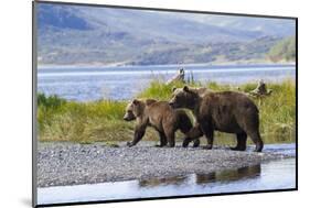 Mother Grizzly and Her Two-Year Old Hustle onto a Gravel Bar in an Olga Bay Stream, Kodiak I.-Lynn M^ Stone-Mounted Photographic Print