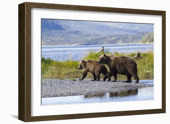 Mother Grizzly and Her Two-Year Old Hustle onto a Gravel Bar in an Olga Bay Stream, Kodiak I.-Lynn M^ Stone-Framed Photographic Print