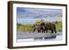 Mother Grizzly and Her Two-Year Old Hustle onto a Gravel Bar in an Olga Bay Stream, Kodiak I.-Lynn M^ Stone-Framed Photographic Print