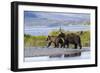 Mother Grizzly and Her Two-Year Old Hustle onto a Gravel Bar in an Olga Bay Stream, Kodiak I.-Lynn M^ Stone-Framed Photographic Print