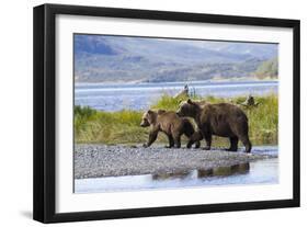 Mother Grizzly and Her Two-Year Old Hustle onto a Gravel Bar in an Olga Bay Stream, Kodiak I.-Lynn M^ Stone-Framed Photographic Print