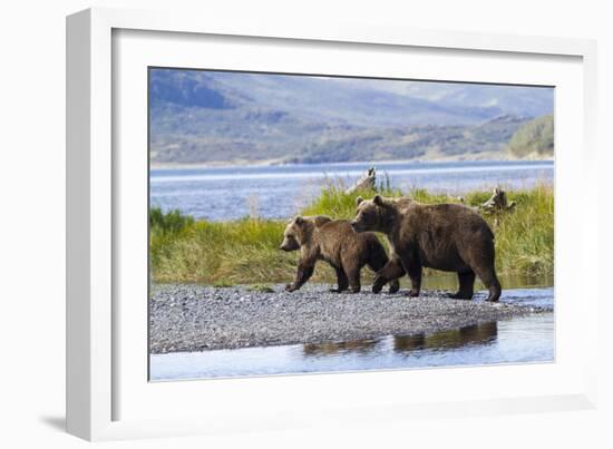 Mother Grizzly and Her Two-Year Old Hustle onto a Gravel Bar in an Olga Bay Stream, Kodiak I.-Lynn M^ Stone-Framed Photographic Print