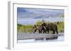 Mother Grizzly and Her Two-Year Old Hustle onto a Gravel Bar in an Olga Bay Stream, Kodiak I.-Lynn M^ Stone-Framed Photographic Print