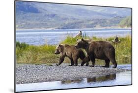 Mother Grizzly and Her Two-Year Old Hustle onto a Gravel Bar in an Olga Bay Stream, Kodiak I.-Lynn M^ Stone-Mounted Photographic Print