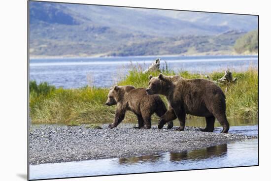 Mother Grizzly and Her Two-Year Old Hustle onto a Gravel Bar in an Olga Bay Stream, Kodiak I.-Lynn M^ Stone-Mounted Photographic Print