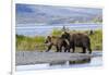 Mother Grizzly and Her Two-Year Old Hustle onto a Gravel Bar in an Olga Bay Stream, Kodiak I.-Lynn M^ Stone-Framed Photographic Print