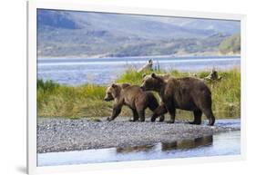 Mother Grizzly and Her Two-Year Old Hustle onto a Gravel Bar in an Olga Bay Stream, Kodiak I.-Lynn M^ Stone-Framed Photographic Print