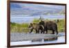 Mother Grizzly and Her Two-Year Old Hustle onto a Gravel Bar in an Olga Bay Stream, Kodiak I.-Lynn M^ Stone-Framed Photographic Print