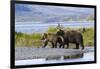 Mother Grizzly and Her Two-Year Old Hustle onto a Gravel Bar in an Olga Bay Stream, Kodiak I.-Lynn M^ Stone-Framed Photographic Print