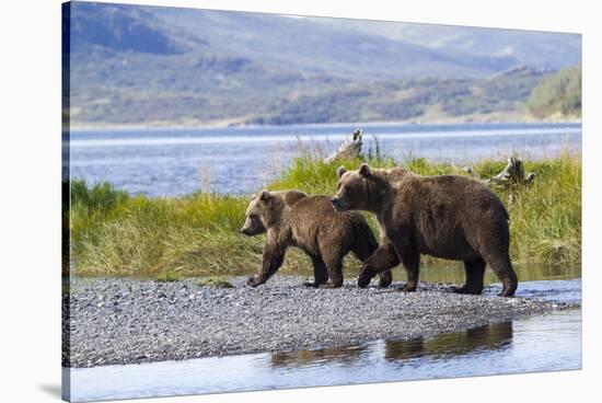 Mother Grizzly and Her Two-Year Old Hustle onto a Gravel Bar in an Olga Bay Stream, Kodiak I.-Lynn M^ Stone-Stretched Canvas