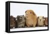 Mother Guinea Pig and Four Baby Guinea Pigs, Each a Different Colour-Mark Taylor-Framed Stretched Canvas