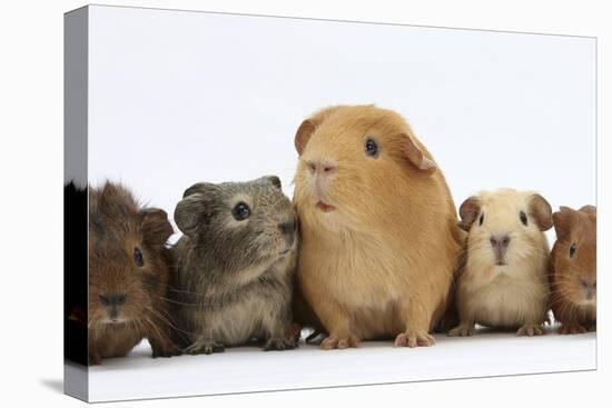 Mother Guinea Pig and Four Baby Guinea Pigs, Each a Different Colour-Mark Taylor-Stretched Canvas