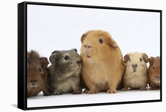 Mother Guinea Pig and Four Baby Guinea Pigs, Each a Different Colour-Mark Taylor-Framed Stretched Canvas