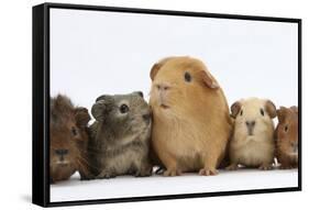 Mother Guinea Pig and Four Baby Guinea Pigs, Each a Different Colour-Mark Taylor-Framed Stretched Canvas