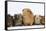 Mother Guinea Pig and Four Baby Guinea Pigs, Each a Different Colour-Mark Taylor-Framed Stretched Canvas