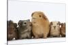 Mother Guinea Pig and Four Baby Guinea Pigs, Each a Different Colour-Mark Taylor-Stretched Canvas