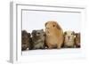 Mother Guinea Pig and Four Baby Guinea Pigs, Each a Different Colour-Mark Taylor-Framed Photographic Print