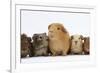 Mother Guinea Pig and Four Baby Guinea Pigs, Each a Different Colour-Mark Taylor-Framed Photographic Print