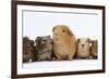 Mother Guinea Pig and Four Baby Guinea Pigs, Each a Different Colour-Mark Taylor-Framed Photographic Print