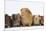 Mother Guinea Pig and Four Baby Guinea Pigs, Each a Different Colour-Mark Taylor-Mounted Photographic Print