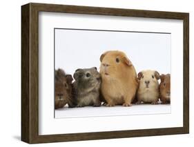 Mother Guinea Pig and Four Baby Guinea Pigs, Each a Different Colour-Mark Taylor-Framed Photographic Print