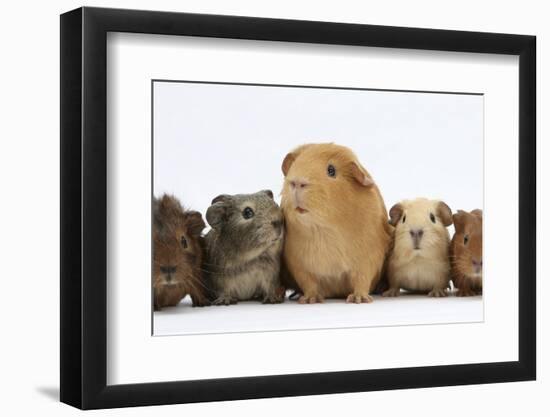 Mother Guinea Pig and Four Baby Guinea Pigs, Each a Different Colour-Mark Taylor-Framed Photographic Print