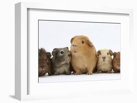 Mother Guinea Pig and Four Baby Guinea Pigs, Each a Different Colour-Mark Taylor-Framed Photographic Print