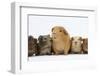 Mother Guinea Pig and Four Baby Guinea Pigs, Each a Different Colour-Mark Taylor-Framed Photographic Print