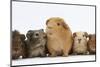 Mother Guinea Pig and Four Baby Guinea Pigs, Each a Different Colour-Mark Taylor-Mounted Photographic Print