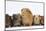Mother Guinea Pig and Four Baby Guinea Pigs, Each a Different Colour-Mark Taylor-Mounted Photographic Print