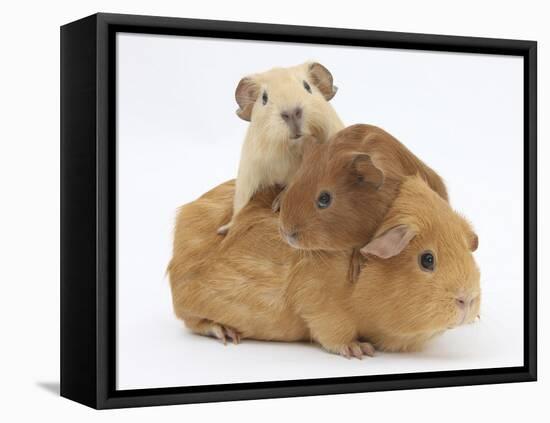 Mother Guinea Pig with Two Babies Riding on Her Back-Mark Taylor-Framed Stretched Canvas