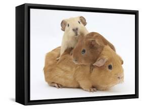 Mother Guinea Pig with Two Babies Riding on Her Back-Mark Taylor-Framed Stretched Canvas