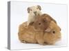 Mother Guinea Pig with Two Babies Riding on Her Back-Mark Taylor-Stretched Canvas