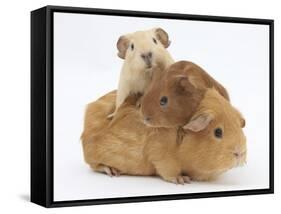 Mother Guinea Pig with Two Babies Riding on Her Back-Mark Taylor-Framed Stretched Canvas