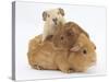 Mother Guinea Pig with Two Babies Riding on Her Back-Mark Taylor-Stretched Canvas